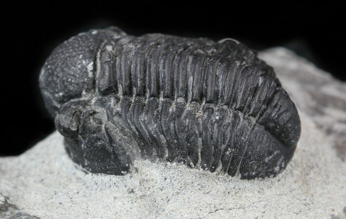 Bargain, Gerastos Trilobite Fossil - Morocco #57612